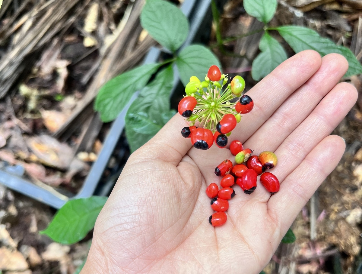 Săn lùng “vua” của các loại sâm làm dược liệu quý hiếm